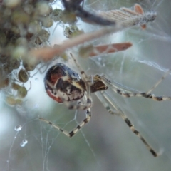 Theridiidae (family) at Cook, ACT - 15 Jun 2019 11:54 AM