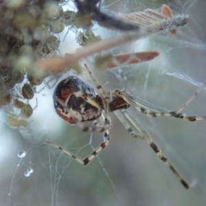 Theridiidae (family) at Cook, ACT - 15 Jun 2019 11:54 AM