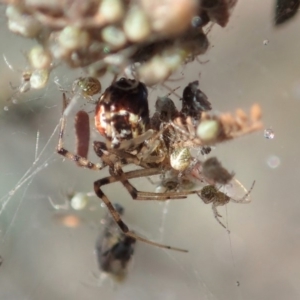 Theridiidae (family) at Cook, ACT - 15 Jun 2019 11:54 AM