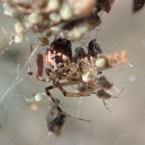 Theridiidae (family) at Cook, ACT - 15 Jun 2019
