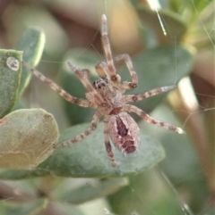 Phryganoporus candidus (Foliage-webbing social spider) at Mount Painter - 14 Jun 2019 by CathB