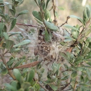 Phryganoporus candidus at Cook, ACT - 14 Jun 2019 03:41 PM