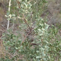 Phryganoporus candidus at Cook, ACT - 14 Jun 2019