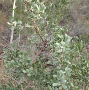 Phryganoporus candidus at Cook, ACT - 14 Jun 2019