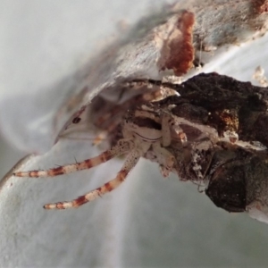 Australomisidia sp. (genus) at Cook, ACT - 15 Jun 2019 02:04 PM