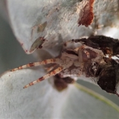 Australomisidia sp. (genus) at Cook, ACT - 15 Jun 2019 02:04 PM