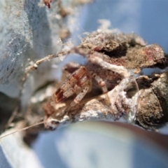 Australomisidia sp. (genus) at Cook, ACT - 15 Jun 2019 02:04 PM