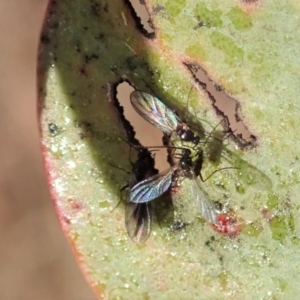 Sciaridae sp. (family) at Cook, ACT - 14 Jun 2019