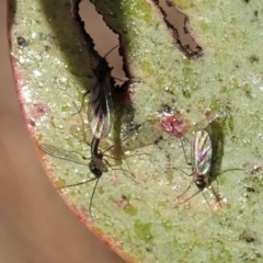 Sciaridae sp. (family) at Cook, ACT - 14 Jun 2019