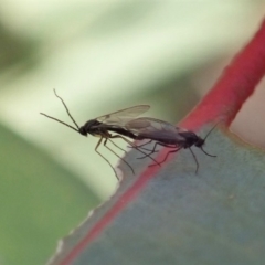 Sciaridae sp. (family) at Cook, ACT - 14 Jun 2019