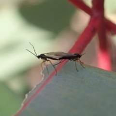 Sciaridae sp. (family) at Cook, ACT - 14 Jun 2019