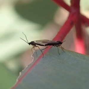 Sciaridae sp. (family) at Cook, ACT - 14 Jun 2019 03:23 PM