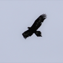 Aquila audax (Wedge-tailed Eagle) at Paddys River, ACT - 18 Jun 2019 by davobj