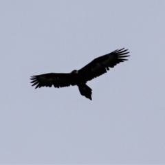 Aquila audax at Paddys River, ACT - 18 Jun 2019