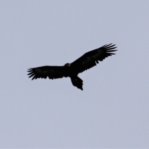 Aquila audax at Paddys River, ACT - 18 Jun 2019 03:23 PM