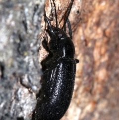 Homotrysis sp. (genus) (Darkling beetle) at Majura, ACT - 8 Feb 2019 by jb2602
