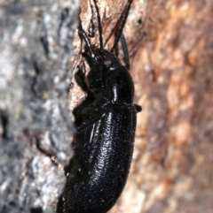 Homotrysis sp. (genus) (Darkling beetle) at Majura, ACT - 8 Feb 2019 by jbromilow50