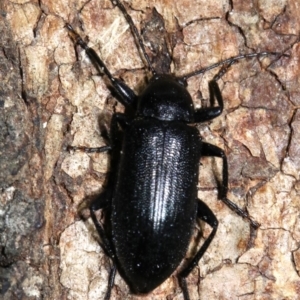 Homotrysis sp. (genus) at Majura, ACT - 8 Feb 2019