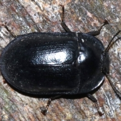 Pterohelaeus striatopunctatus (Darkling beetle) at Ainslie, ACT - 8 Feb 2019 by jb2602