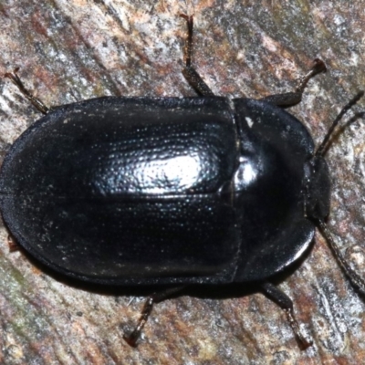 Pterohelaeus striatopunctatus (Darkling beetle) at Ainslie, ACT - 8 Feb 2019 by jb2602