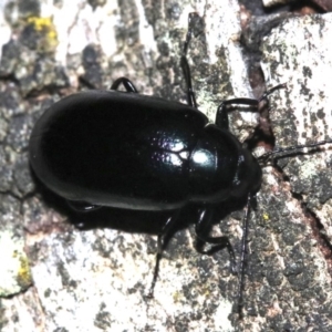 Chalcopteroides columbinus at Ainslie, ACT - 11 Feb 2019 09:56 PM