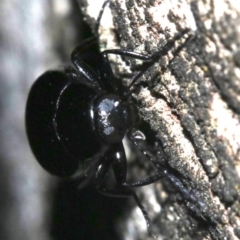 Chalcopteroides columbinus at Ainslie, ACT - 11 Feb 2019 09:56 PM