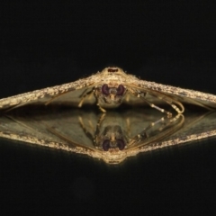 Ectropis (genus) (An engrailed moth) at Evatt, ACT - 10 Jun 2019 by TimL