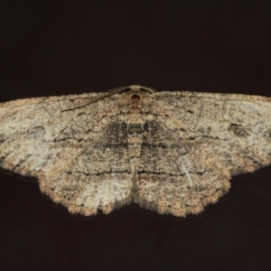 Ectropis (genus) at Evatt, ACT - 10 Jun 2019 01:03 PM