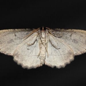 Ectropis (genus) at Evatt, ACT - 10 Jun 2019