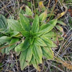 Plantago euryphylla (A Plantain) at Nimmitabel, NSW - 17 Jun 2019 by JanetRussell