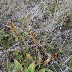 Plantago euryphylla at Nimmitabel, NSW - 17 Jun 2019 12:48 PM