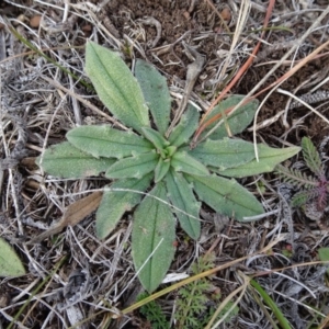 Plantago varia at Nimmitabel, NSW - 17 Jun 2019 12:41 PM