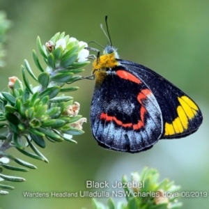 Delias nigrina at Ulladulla - Warden Head Bushcare - 13 Jun 2019