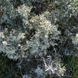 Melicytus sp. at Nimmitabel, NSW - 17 Jun 2019 11:53 AM