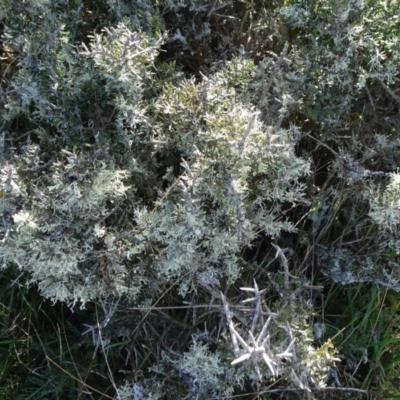 Melicytus (genus) (A tree violet) at Nimmitabel, NSW - 17 Jun 2019 by JanetRussell