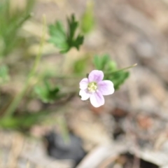 Geranium solanderi var. solanderi (Native Geranium) at QPRC LGA - 7 Dec 2018 by natureguy