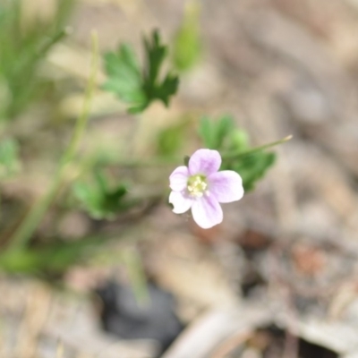 Geranium solanderi var. solanderi (Native Geranium) at Wamboin, NSW - 7 Dec 2018 by natureguy