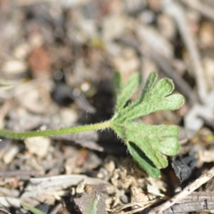 Geranium solanderi var. solanderi at Wamboin, NSW - 7 Dec 2018