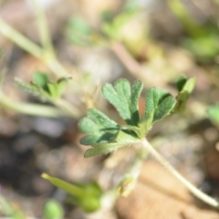 Geranium solanderi var. solanderi at Wamboin, NSW - 7 Dec 2018