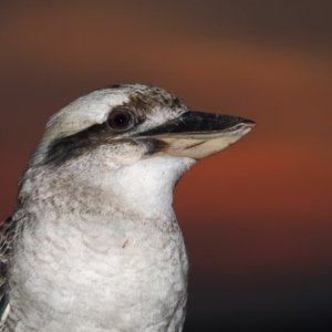 Dacelo novaeguineae at Merimbula, NSW - 18 Jun 2019