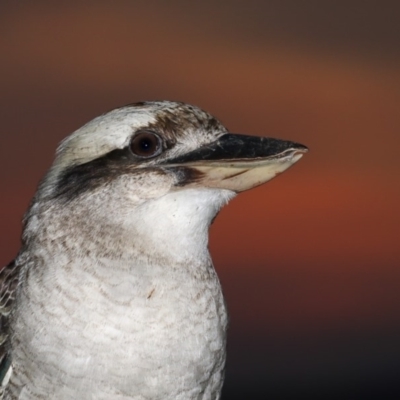 Dacelo novaeguineae (Laughing Kookaburra) at Merimbula, NSW - 18 Jun 2019 by Leo