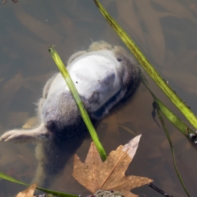 Hydromys chrysogaster (Rakali or Water Rat) at Belconnen, ACT - 17 Jun 2019 by AlisonMilton