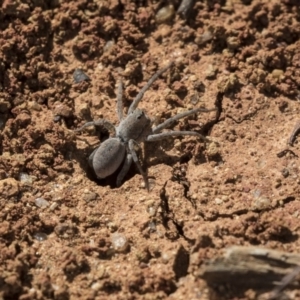 Portacosa cinerea at Higgins, ACT - 20 Mar 2019 01:58 PM