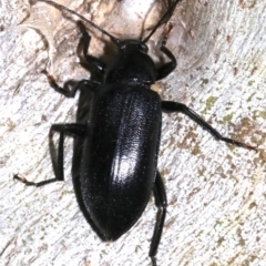 Homotrysis lugubris (Darkling beetle) at Majura, ACT - 11 Feb 2019 by jbromilow50