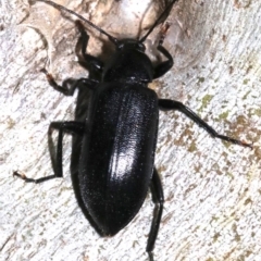 Homotrysis lugubris (Darkling beetle) at Majura, ACT - 11 Feb 2019 by jb2602