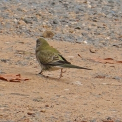 Psephotus haematonotus at Deakin, ACT - 16 Jun 2019