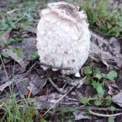 Coprinus comatus (Shaggy Ink Cap) at Deakin, ACT - 15 Jun 2019 by JackyF