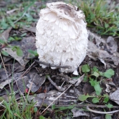 Coprinus comatus (Shaggy Ink Cap) at Red Hill Nature Reserve - 15 Jun 2019 by JackyF