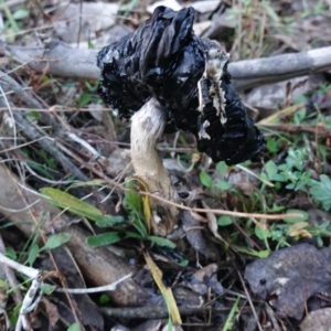 Coprinus comatus at Deakin, ACT - 15 Jun 2019 04:35 PM