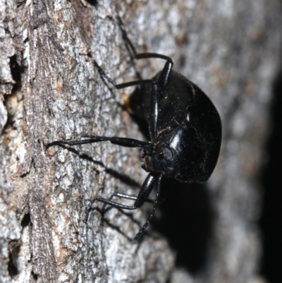 Chalcopteroides sp. (genus) (Rainbow darkling beetle) at Mount Ainslie - 19 Feb 2019 by jb2602